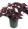 Rare Purple Rain Shamrock Plant - Easy Houseplant - Oxalis - 6" Pot
